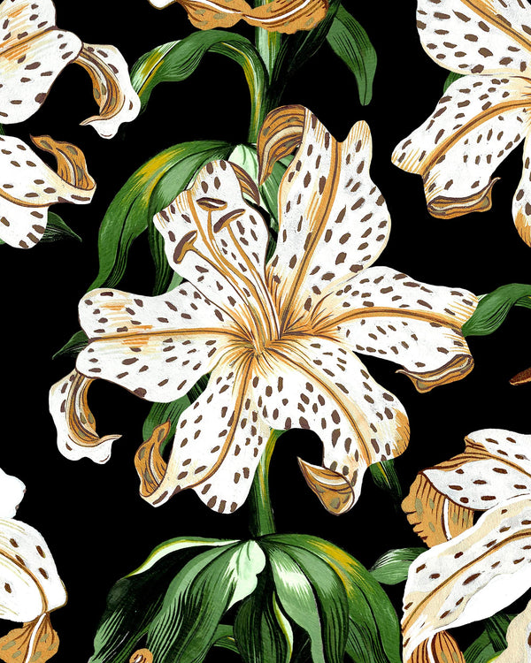 Lilium